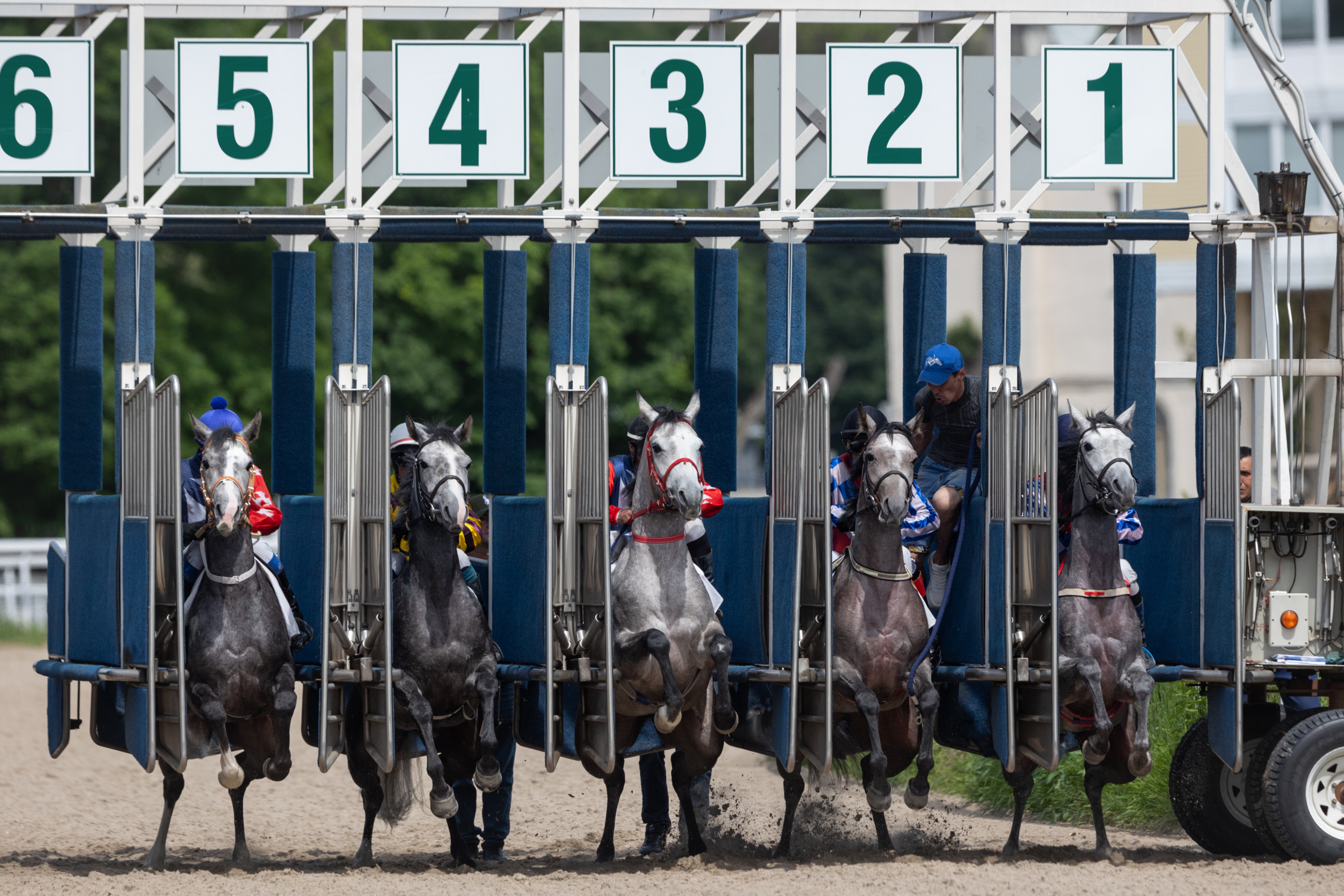 Скачки Терского конного завода