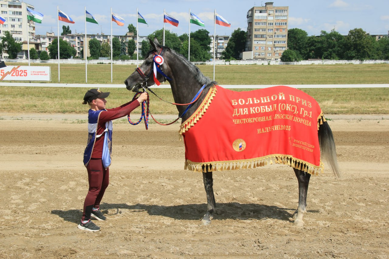 05.07.2025 — Большой Приз для кобыл — OAKS GR I A RUS (Нальчикский Ипподром) — Паллада Дубаи Терск — 1 место