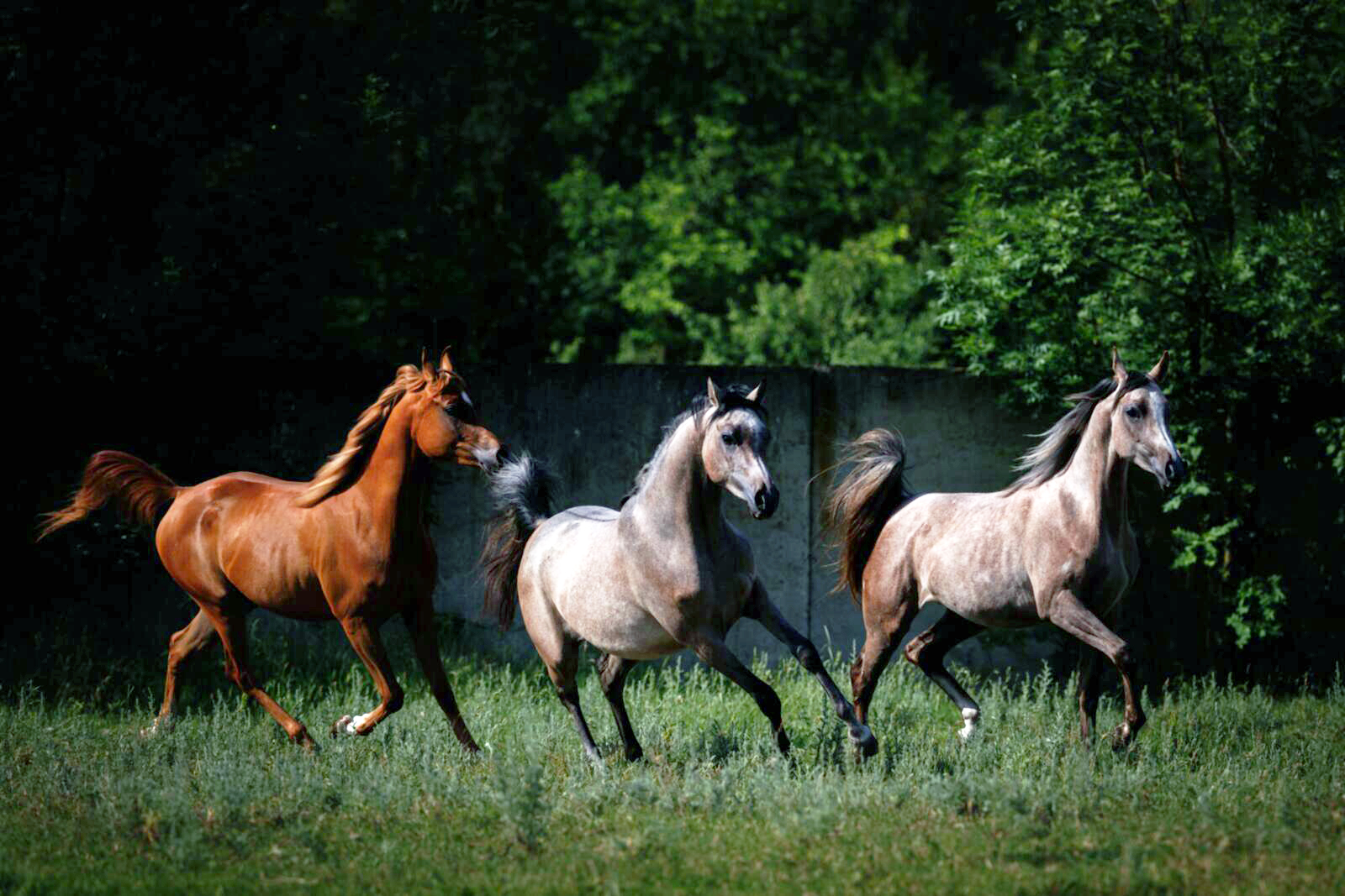 Ставропольский край