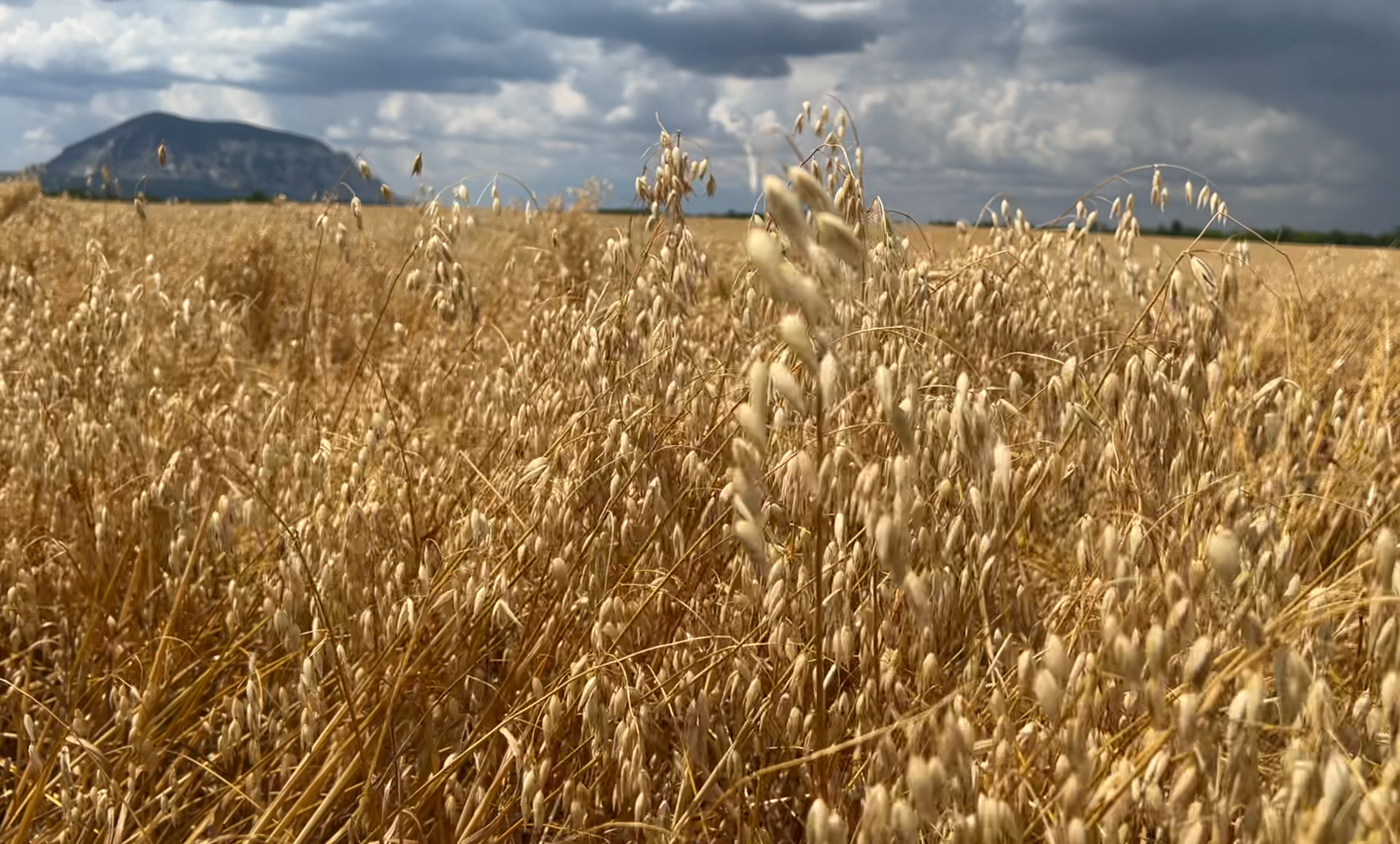 Стабильная кормовая база