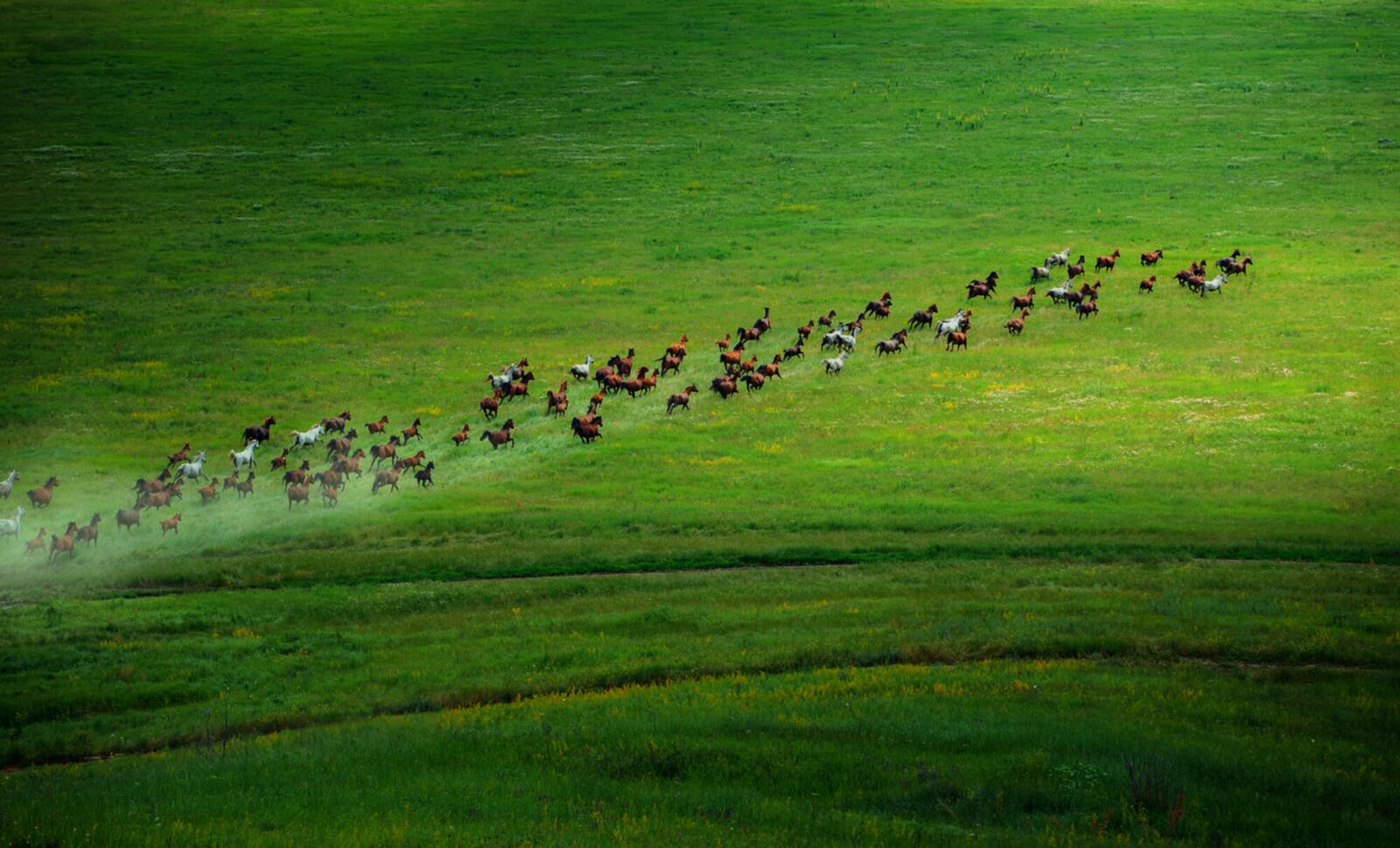 Эндемичные пастбища