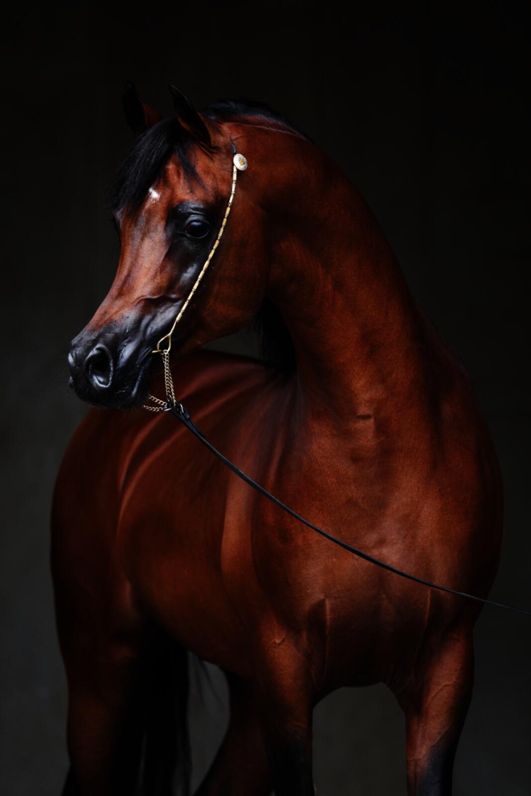 Радхи аль Шакаб (QA)