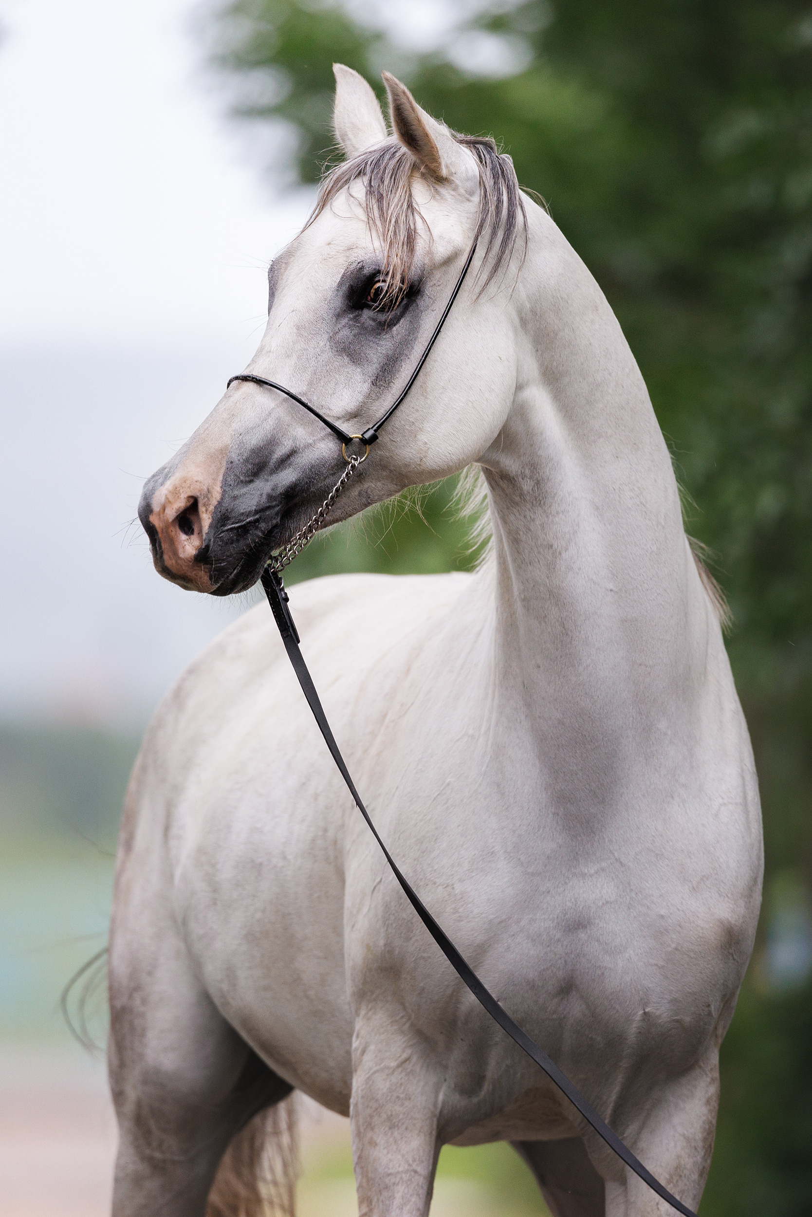 Доблесть Терск