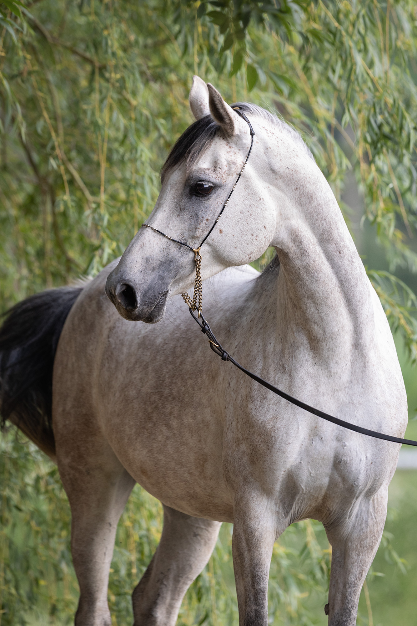 Забава Терск