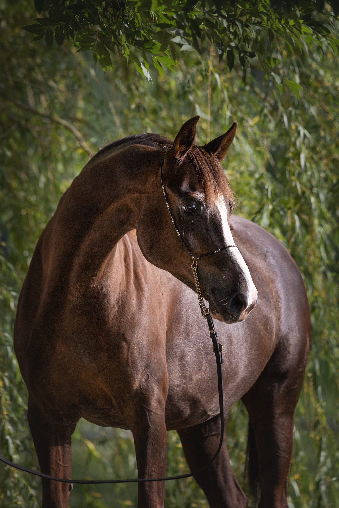 Кадриль Терск