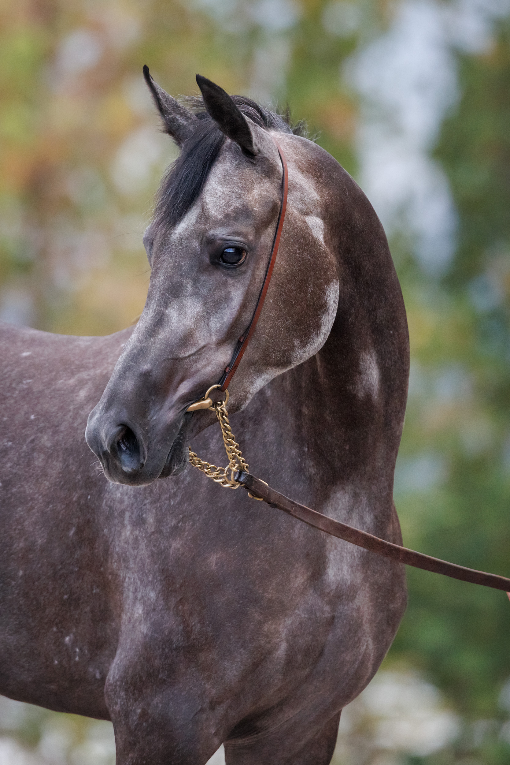 Паллада Дубаи Терск (RU)