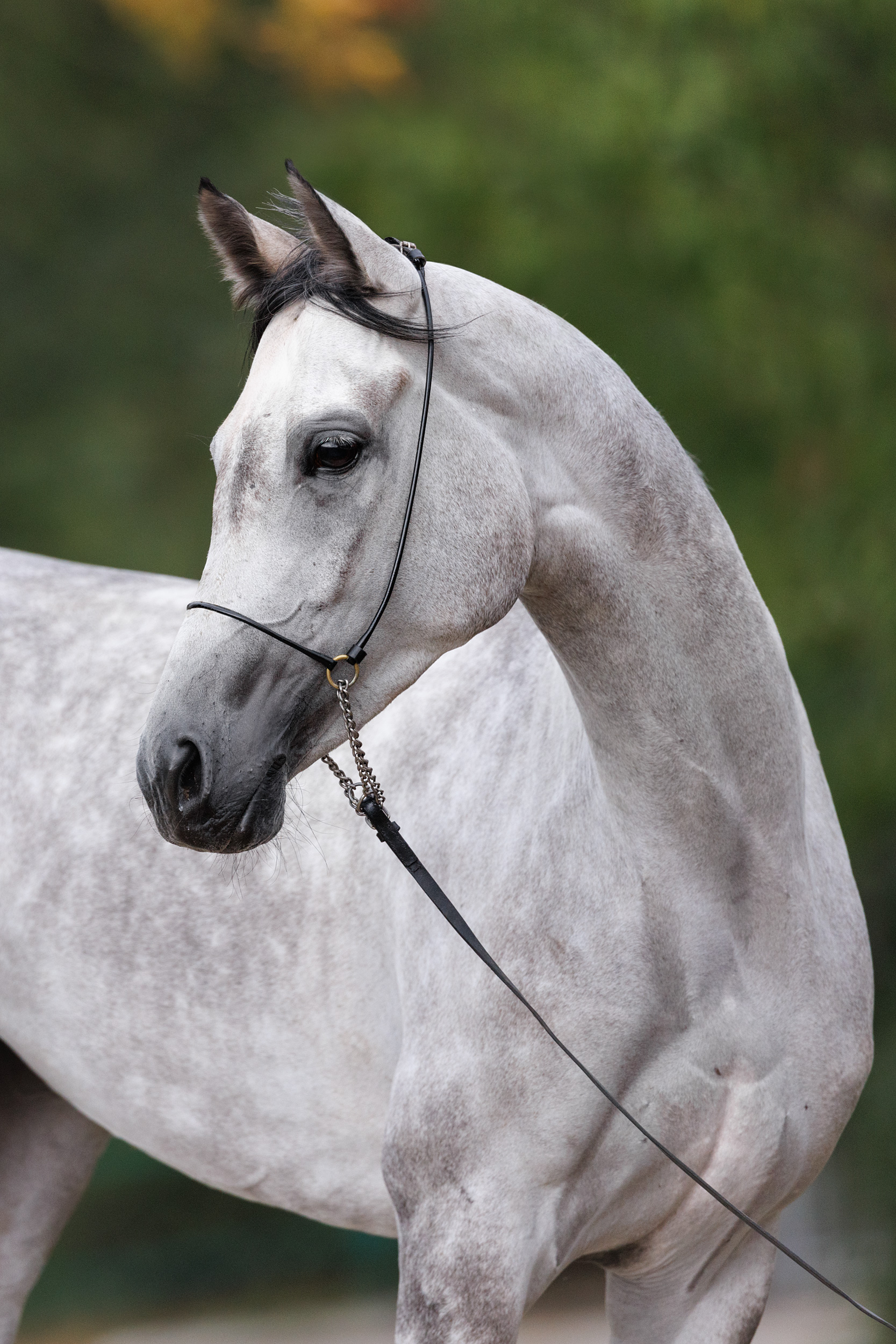 Панацея Терск