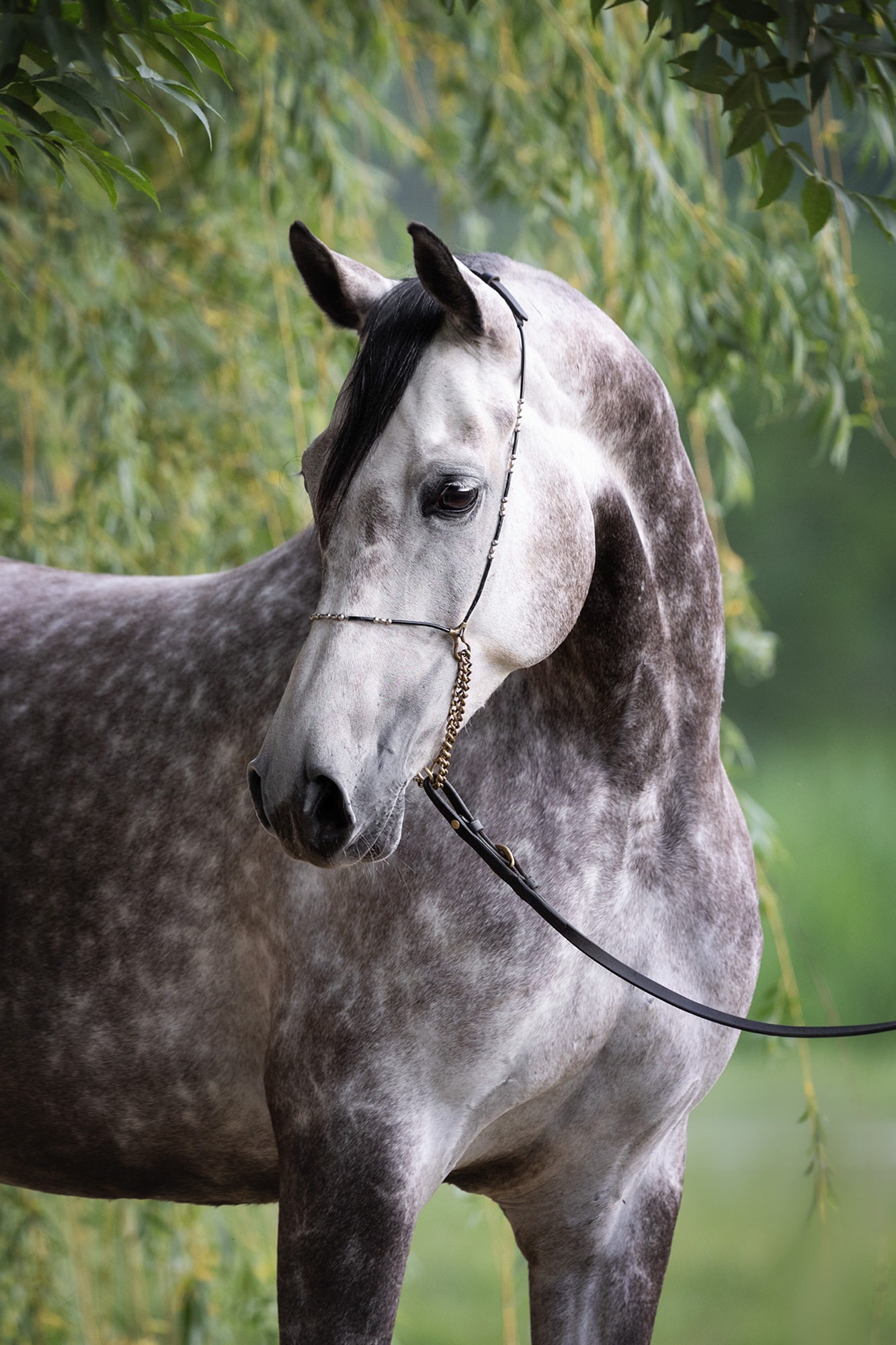 Прихоть Дубаи Терск