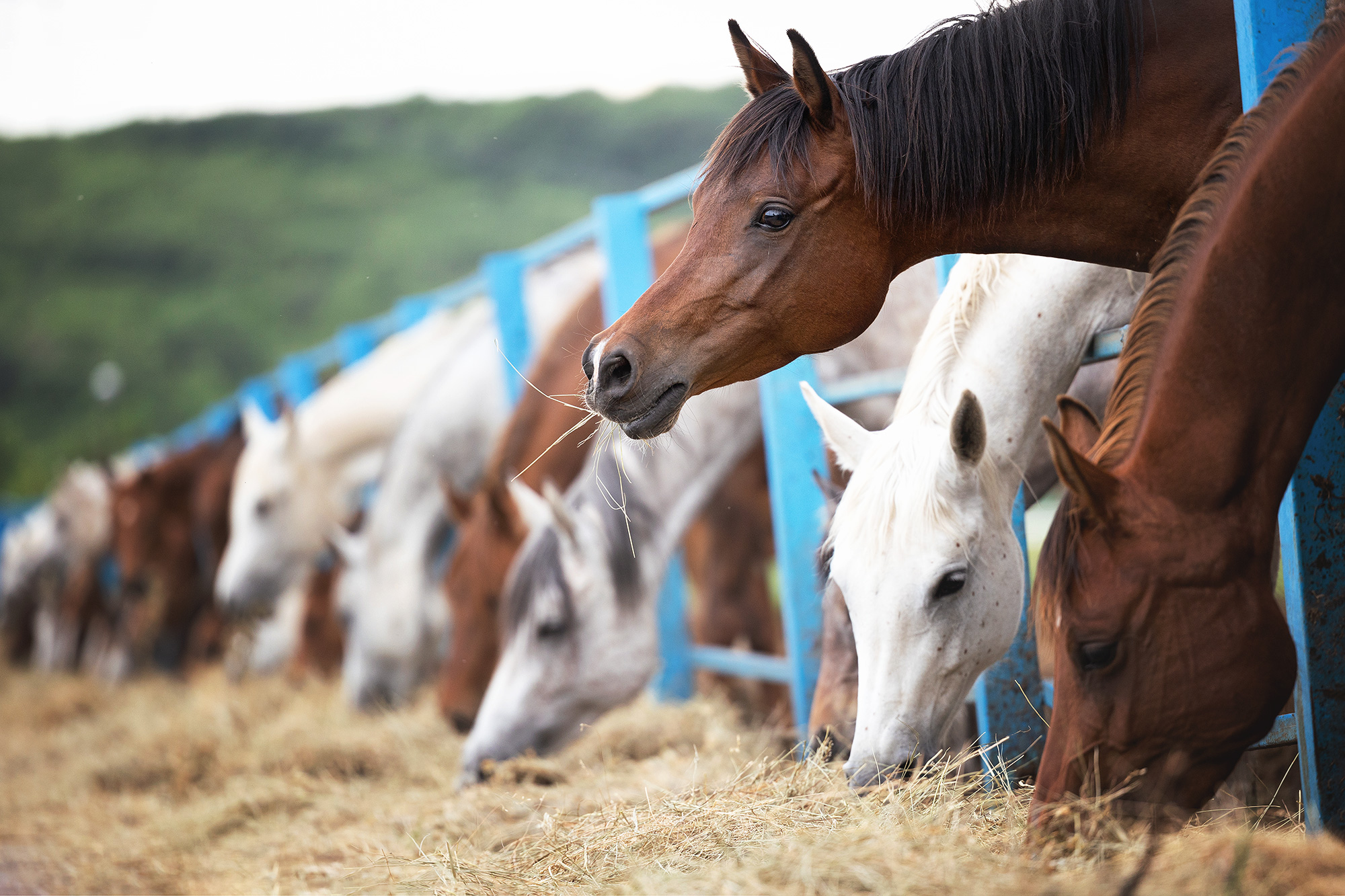 Высококачественные корма собственного производства