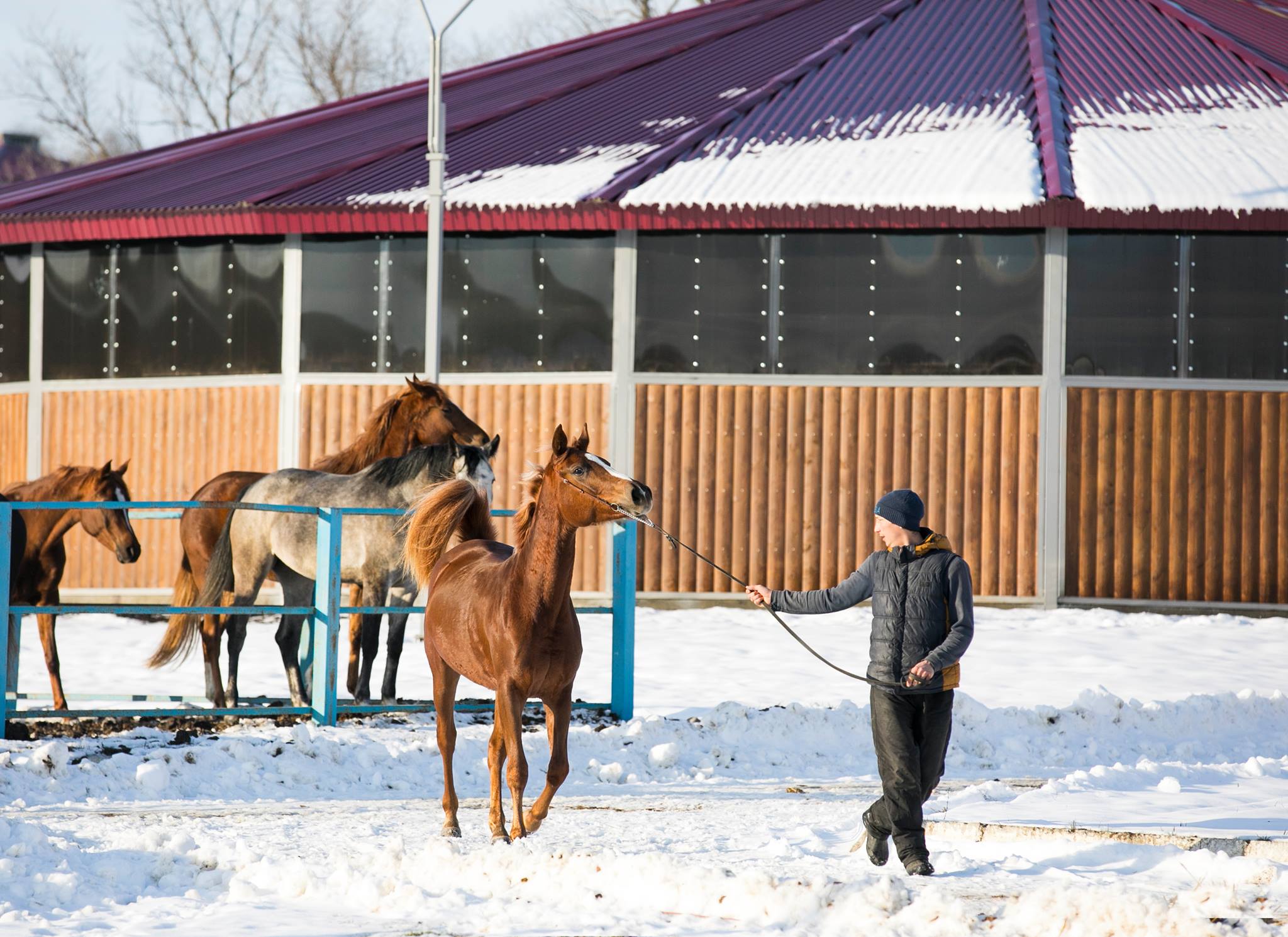 Конная водилка