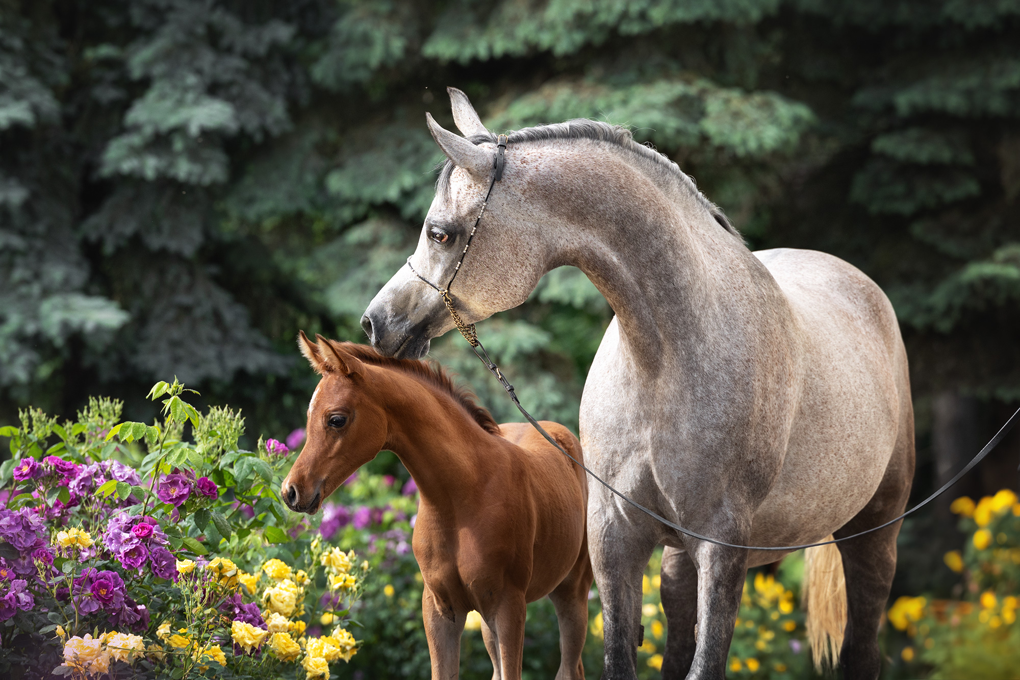 Полный пансион Вашей кобылы